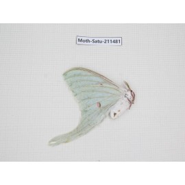 Cricula andrei. China, Guizhou, Tongren, Mt.Fanjingshan. 1F. Moth-Satu-211481.