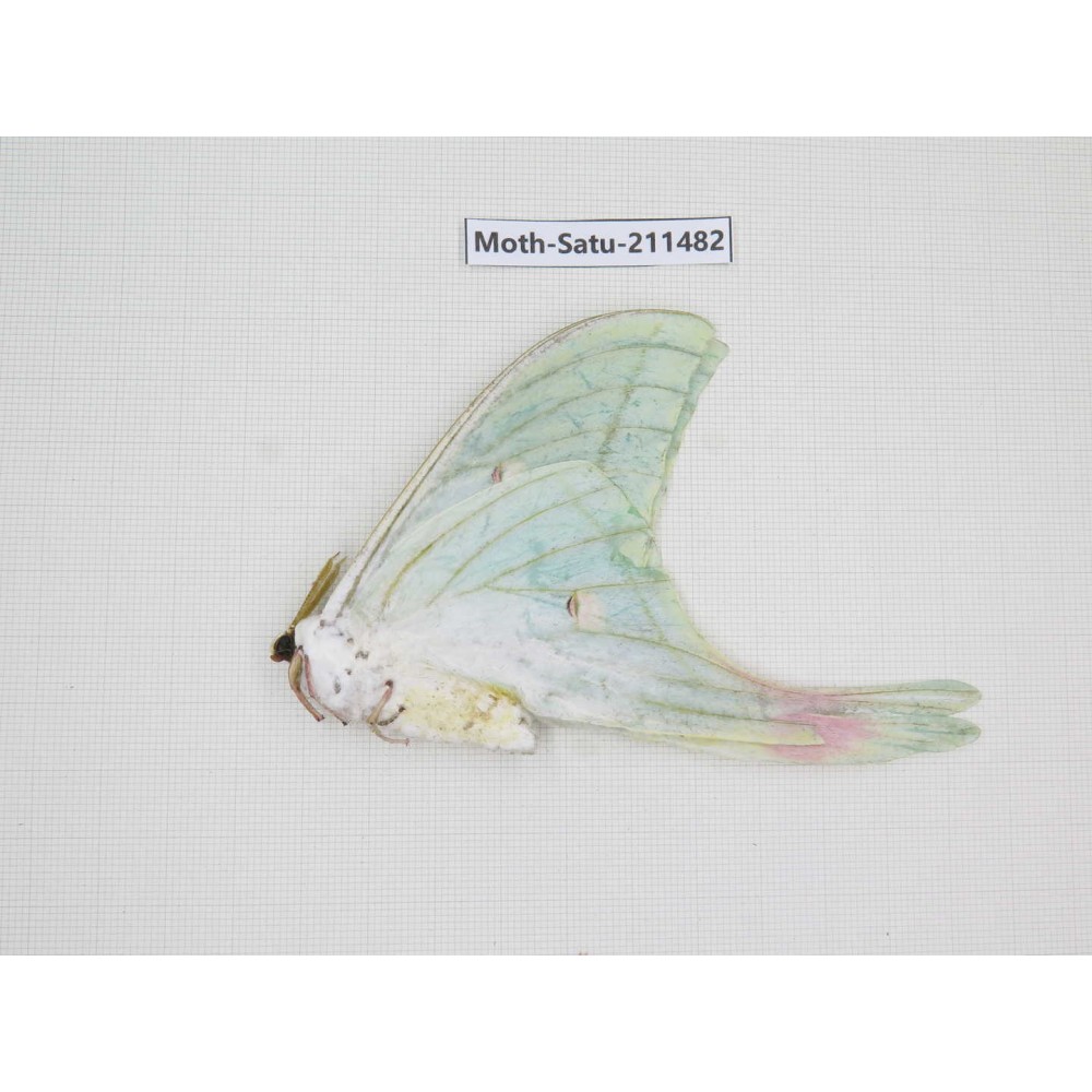 Cricula andrei. China, Guizhou, Tongren, Mt.Fanjingshan. 1M. Moth-Satu-211482.