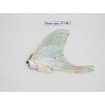 Cricula andrei. China, Guizhou, Tongren, Mt.Fanjingshan. 1M. Moth-Satu-211482.