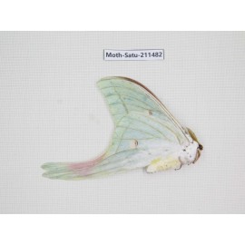 Cricula andrei. China, Guizhou, Tongren, Mt.Fanjingshan. 1M. Moth-Satu-211482.