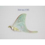 Cricula andrei. China, Guizhou, Tongren, Mt.Fanjingshan. 1M. Moth-Satu-211483.