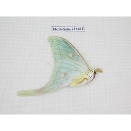 Cricula andrei. China, Guizhou, Tongren, Mt.Fanjingshan. 1M. Moth-Satu-211483.