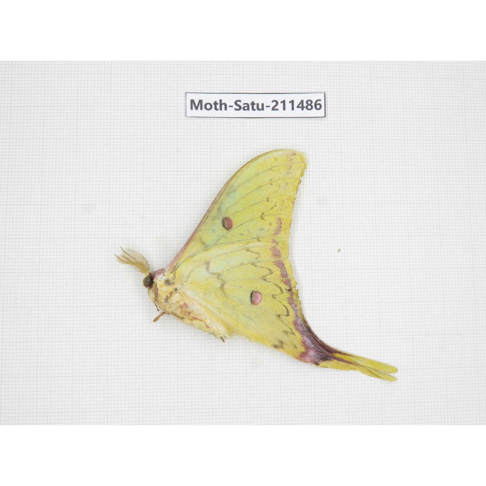 Cricula andrei. China, Guizhou, Tongren, Mt.Fanjingshan. 1M. Moth-Satu-211486.