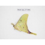 Cricula andrei. China, Guizhou, Tongren, Mt.Fanjingshan. 1M. Moth-Satu-211486.