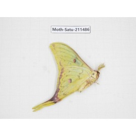 Cricula andrei. China, Guizhou, Tongren, Mt.Fanjingshan. 1M. Moth-Satu-211486.