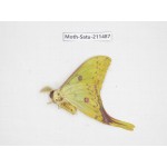 Cricula andrei. China, Guizhou, Tongren, Mt.Fanjingshan. 1M. Moth-Satu-211487.