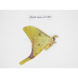 Cricula andrei. China, Guizhou, Tongren, Mt.Fanjingshan. 1M. Moth-Satu-211487.