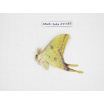 Cricula andrei. China, Guizhou, Tongren, Mt.Fanjingshan. 1M. Moth-Satu-211488.