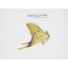 Cricula andrei. China, Guizhou, Tongren, Mt.Fanjingshan. 1M. Moth-Satu-211488.