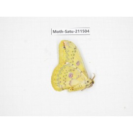 Cricula andrei. China, Guizhou, Tongren, Mt.Fanjingshan. 1M. Moth-Satu-211504.