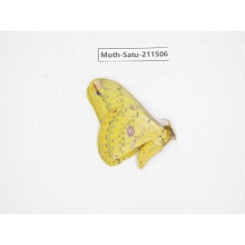 Cricula andrei. China, Guizhou, Tongren, Mt.Fanjingshan. 1M. Moth-Satu-211506.