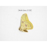 Cricula andrei. China, Guizhou, Tongren, Mt.Fanjingshan. 1M. Moth-Satu-211507.