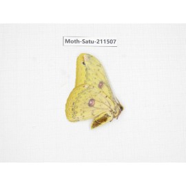 Cricula andrei. China, Guizhou, Tongren, Mt.Fanjingshan. 1M. Moth-Satu-211507.