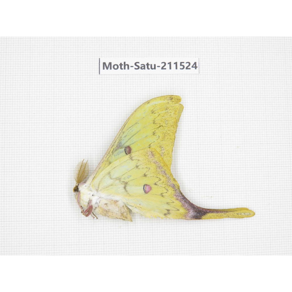Cricula andrei. China, Guizhou, Tongren, Mt.Fanjingshan. 1M. Moth-Satu-211524.