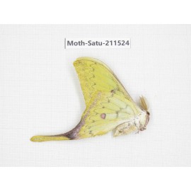 Cricula andrei. China, Guizhou, Tongren, Mt.Fanjingshan. 1M. Moth-Satu-211524.