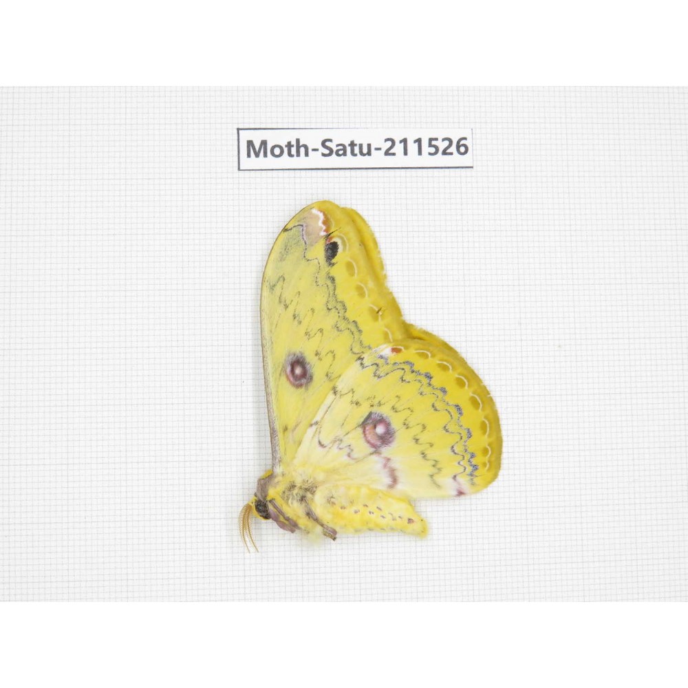 Cricula andrei. China, Guizhou, Tongren, Mt.Fanjingshan. 1M. Moth-Satu-211526.