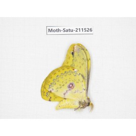 Cricula andrei. China, Guizhou, Tongren, Mt.Fanjingshan. 1M. Moth-Satu-211526.