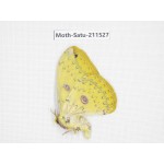 Cricula andrei. China, Guizhou, Tongren, Mt.Fanjingshan. 1M. Moth-Satu-211527.