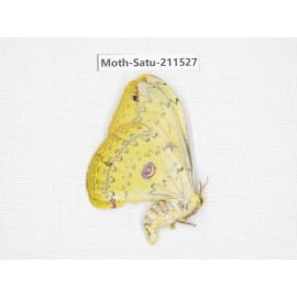 Cricula andrei. China, Guizhou, Tongren, Mt.Fanjingshan. 1M. Moth-Satu-211527.
