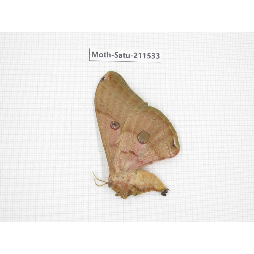 Cricula andrei. China, Guizhou, Tongren, Mt.Fanjingshan. 1F. Moth-Satu-211533.