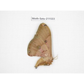 Cricula andrei. China, Guizhou, Tongren, Mt.Fanjingshan. 1F. Moth-Satu-211533.