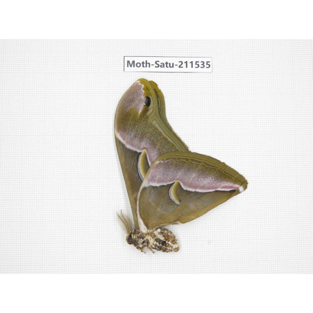 Cricula andrei. China, Guizhou, Tongren, Mt.Fanjingshan. 1M. Moth-Satu-211535.