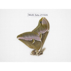 Cricula andrei. China, Guizhou, Tongren, Mt.Fanjingshan. 1M. Moth-Satu-211535.