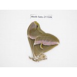 Cricula andrei. China, Guizhou, Tongren, Mt.Fanjingshan. 1F. Moth-Satu-211536.
