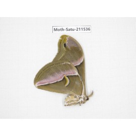 Cricula andrei. China, Guizhou, Tongren, Mt.Fanjingshan. 1F. Moth-Satu-211536.