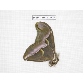 Cricula andrei. China, Guizhou, Tongren, Mt.Fanjingshan. 1M. Moth-Satu-211537.