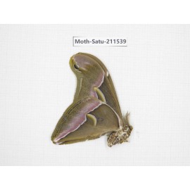Cricula andrei. China, Guizhou, Tongren, Mt.Fanjingshan. 1M. Moth-Satu-211539.