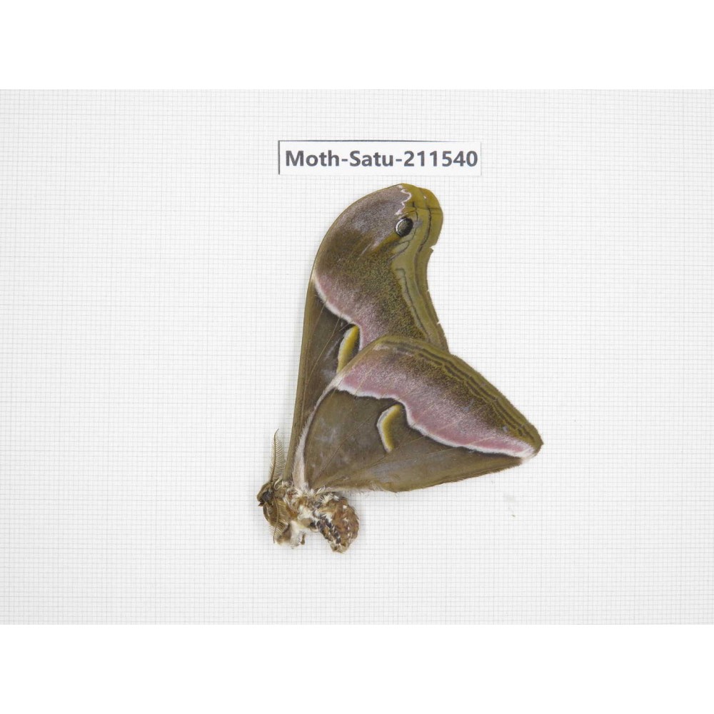 Cricula andrei. China, Guizhou, Tongren, Mt.Fanjingshan. 1M. Moth-Satu-211540.