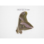 Cricula andrei. China, Guizhou, Tongren, Mt.Fanjingshan. 1M. Moth-Satu-211540.