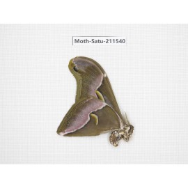 Cricula andrei. China, Guizhou, Tongren, Mt.Fanjingshan. 1M. Moth-Satu-211540.