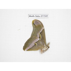 Cricula andrei. China, Guizhou, Tongren, Mt.Fanjingshan. 1M. Moth-Satu-211541.