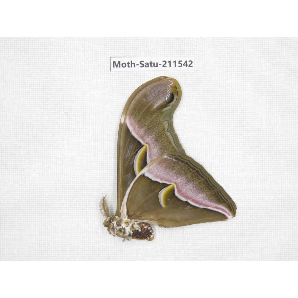 Cricula andrei. China, Guizhou, Tongren, Mt.Fanjingshan. 1M. Moth-Satu-211542.