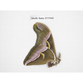 Cricula andrei. China, Guizhou, Tongren, Mt.Fanjingshan. 1M. Moth-Satu-211542.