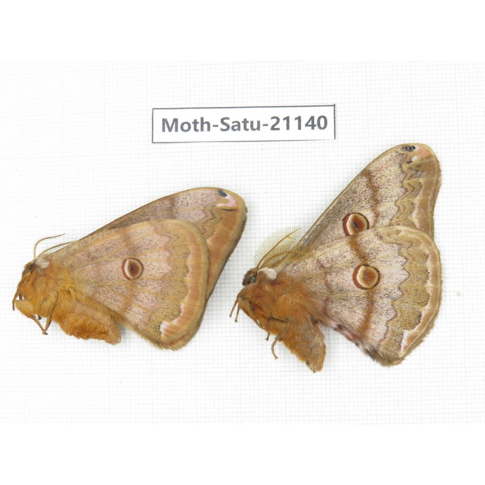 Caligula boisduvali. China, Heilongjiang, Jiamusi. 1P. Moth-Satu-21140.