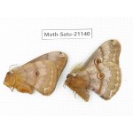 Caligula boisduvali. China, Heilongjiang, Jiamusi. 1P. Moth-Satu-21140.