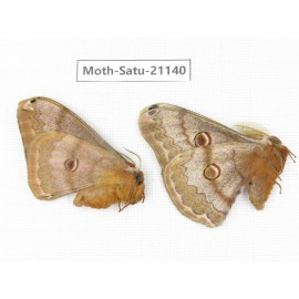 Caligula boisduvali. China, Heilongjiang, Jiamusi. 1P. Moth-Satu-21140.