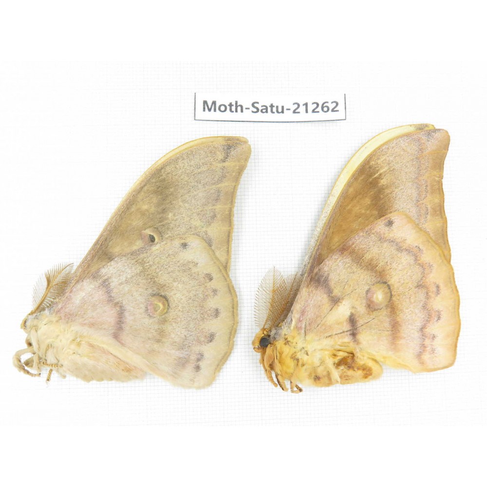 Saturniidae sp. China, Heilongjiang, Jiamusi. 2M. Moth-Satu-21262.