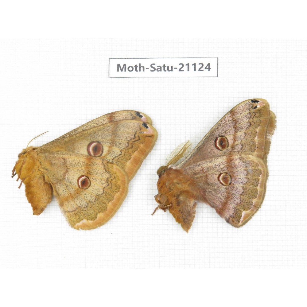 Caligula boisduvali. China, Heilongjiang, Jiamusi. 1P. Moth-Satu-21124.