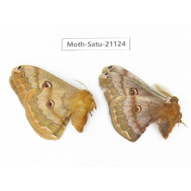 Caligula boisduvali. China, Heilongjiang, Jiamusi. 1P. Moth-Satu-21124.