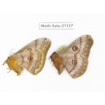 Caligula boisduvali. China, Heilongjiang, Jiamusi. 1P. Moth-Satu-21127.