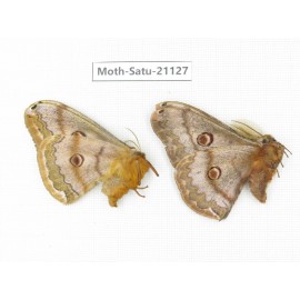 Caligula boisduvali. China, Heilongjiang, Jiamusi. 1P. Moth-Satu-21127.