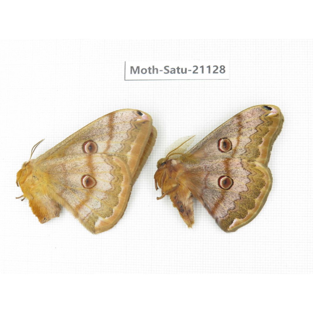 Caligula boisduvali. China, Heilongjiang, Jiamusi. 1P. Moth-Satu-21128.