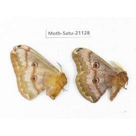 Caligula boisduvali. China, Heilongjiang, Jiamusi. 1P. Moth-Satu-21128.