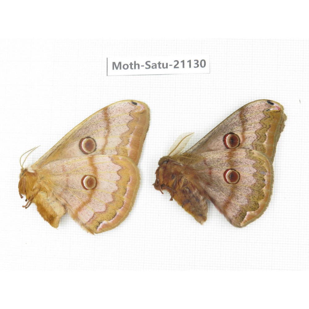 Caligula boisduvali. China, Heilongjiang, Jiamusi. 1P. Moth-Satu-21130.