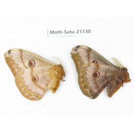 Caligula boisduvali. China, Heilongjiang, Jiamusi. 1P. Moth-Satu-21130.