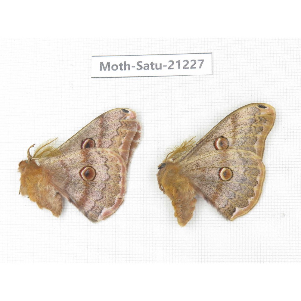 Caligula boisduvali. China, Heilongjiang, Jiamusi. 2M. Moth-Satu-21227.